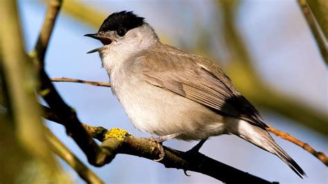 Blackcap (Sylvia atricapilla) - British Birds - Woodland Trust