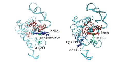 Heme Myoglobin