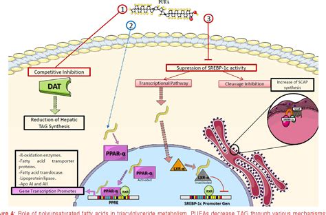 Figure 4 from Omega-3 polyunsaturated fatty acids and cardiovascular health: a molecular view ...