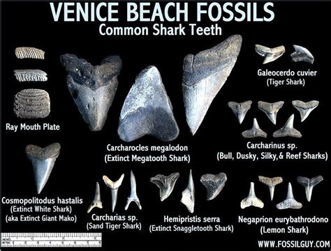 Venice FL fossils | Shark teeth, Shark tooth fossil, Venice beach florida