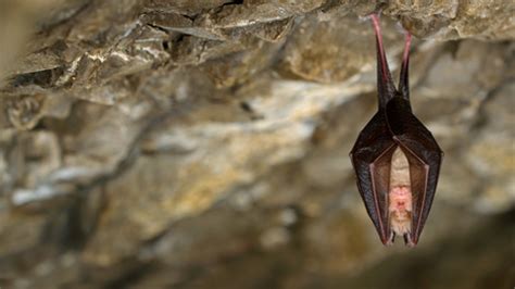 Lesser horseshoe bat | The Wildlife Trusts