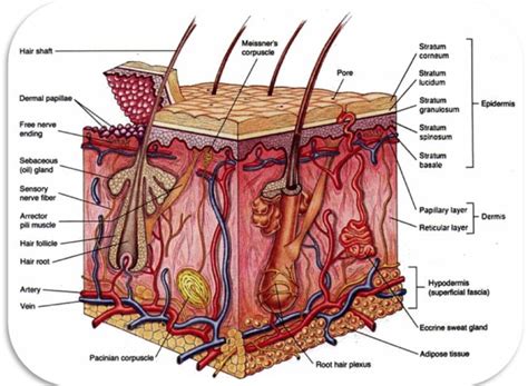 Cross Section of Hair, Follicle, Hair and Skin | Integumentary system ...