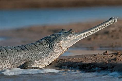 10 Animais Selvagens