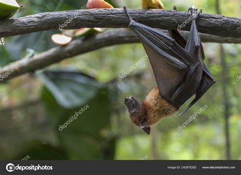 Malayan Bat Hanging Tree Branch — Stock Photo © LeeYiuTung #242875262