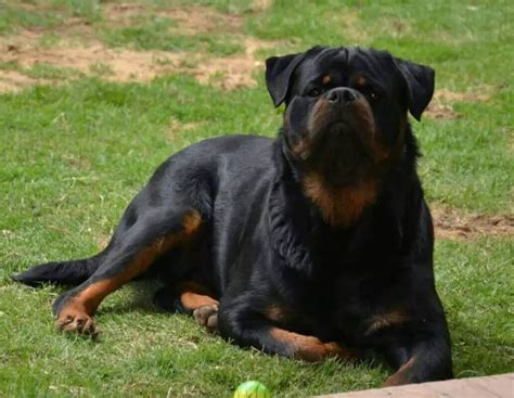 270+ Best Rottweiler Dog Names for Male & Female - Rottweiler Life