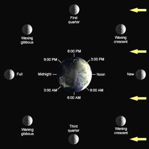 Lunar Phase Diagram - Planet Facts