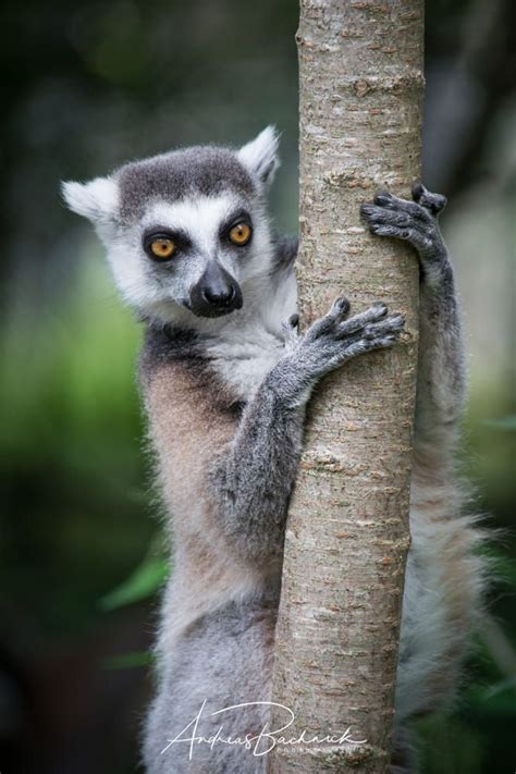 Katta up in the trees by PhotoYourLife #animal #wildanimal, #meerkat ...