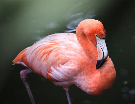 Bright pink flamingos are healthier and more aggressive - Earth.com