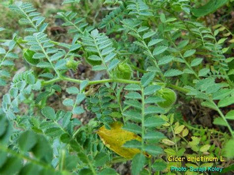 Medicinal Plants: Cicer arietinum Chickpea Bengal gram