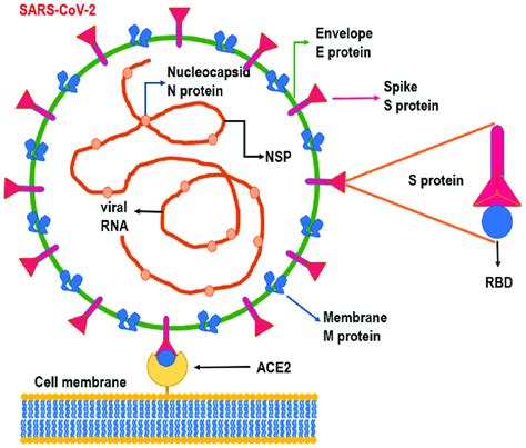 Structure of SARS-CoV-2 virus. RNA of the viral genome is constituted... | Download Scientific ...