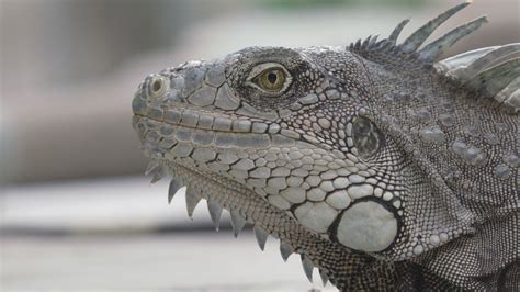 Close up shot of Iguanas face and eye blinking. Head movement, animals Stock Footage,#face#eye# ...