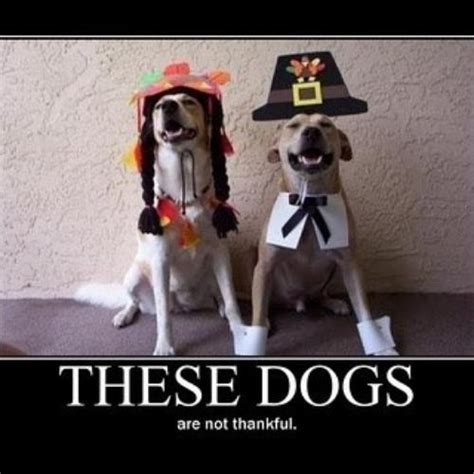 30+ Funny Thanksgiving Dog Memes That Will Crack You Up 2023