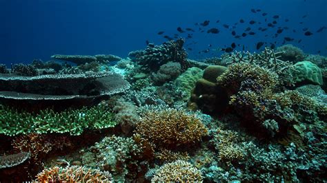 Tubbataha Reef Marine Park on EsquireMag.ph