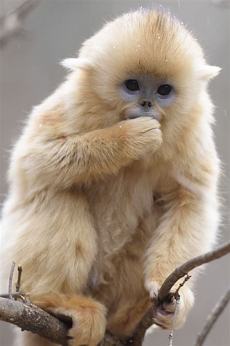 Golden Snub-nosed Monkey Facts, Habitat, Diet, Life Cycle, Baby, Pictures