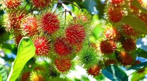 How to Plant, Grow and Care For Rambutan Trees