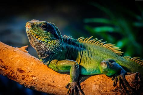 Green iguana HD wallpaper | Wallpaper Flare