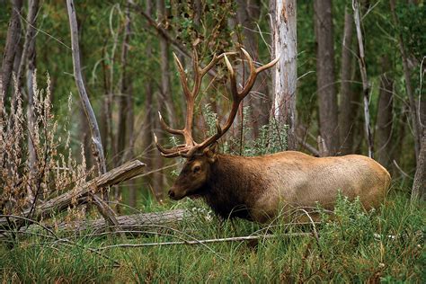 Hunting Permits - Nebraska Game & Parks Commission