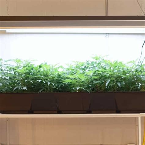 Hydroponic Cannabis: The Benefits Of Growing Indoor Marijuana