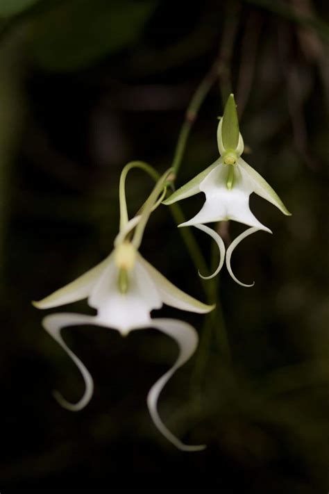 Florida's rare Ghost orchid (Dendrophylax lindenii). Photo by Mac Stone. I will post a link to ...