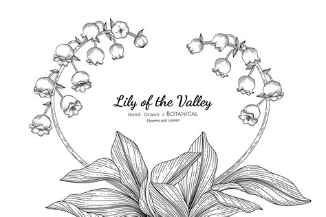 Lily of the valley flower and leaf hand drawn botanical illustration with line art 2543808 ...