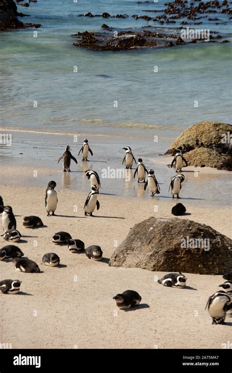 African penguins colony at Boulders beach, Simonstown, Western Cape in ...