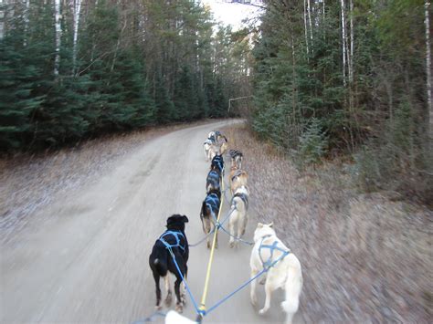 Live the Adventure: Sled Dogs Fall Training/Conditioning - Getting ...