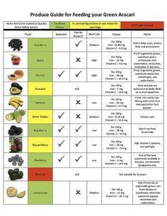 Parrot Nutrition Pie Chart | Parrot and Exotic Bird Stuff | Pinterest ...