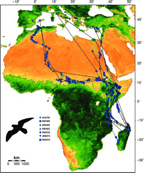 Nine spring migration tracks of seven Eleonora ' s falcons. Th e ...