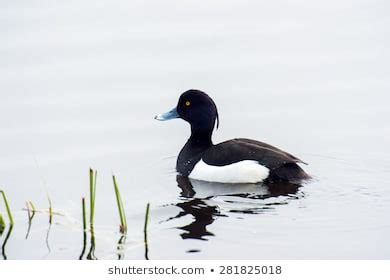 2,539 Tufted duck male Images, Stock Photos & Vectors | Shutterstock