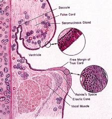 Block 4 Histology MD 1 Respiratory 1 Part B Flashcards - Cram.com