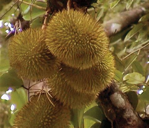 Durian | Description, Tree, Fruit, Taste, Smell, & Facts | Britannica