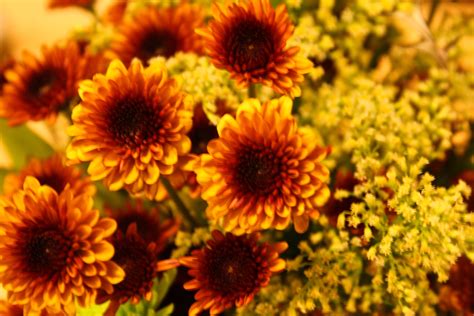 🔥 Free download Images of Fall Flowers wallpaper wallpaper hd ...