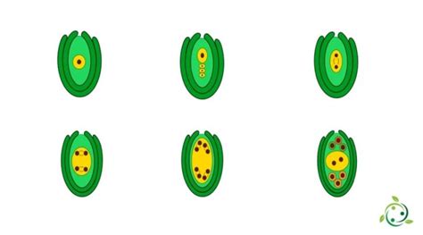 Embryogenesis: definition, process, growth, stages, characteristics