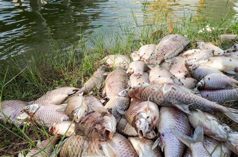 Water pollution stock photo. Image of ecosystem, dangerous - 99399322