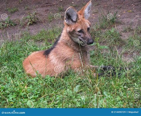 Wolf on the grass stock image. Image of animals, grass - 214490729