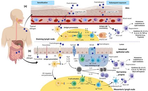 Frontiers | A Comprehensive Review on Natural Bioactive Compounds and Probiotics as Potential ...