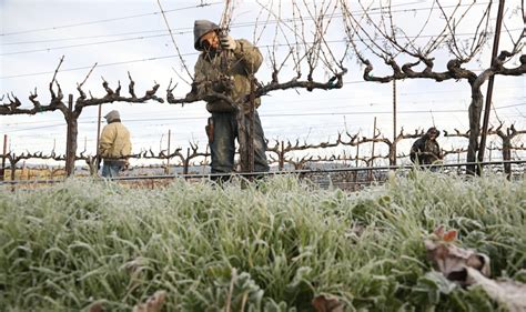 How to Prune Grapevines: Vineyard Farming for Wines - Jordan Winery