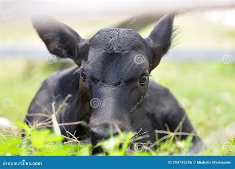 Baby Black Cow Lying in a Grass Field on a Farm Stock Photo - Image of ...