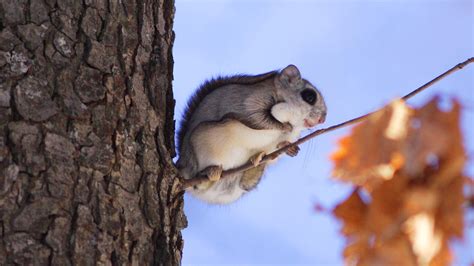 Japanese Flying Squirrel – Bing Wallpaper Download