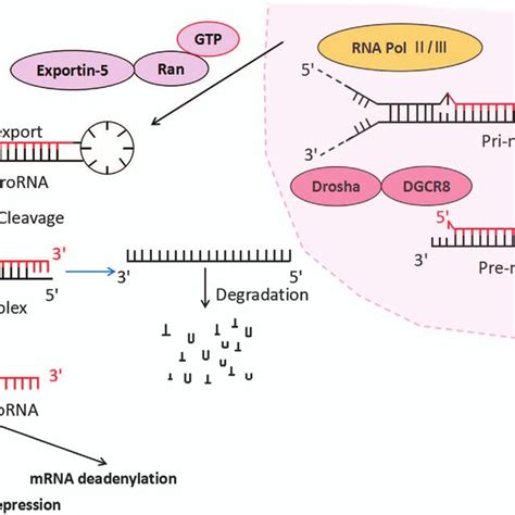 Regulation Of Gene Expression By Mirna