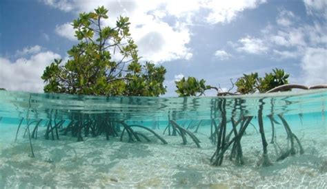 15 Fungsi Hutan Mangrove | Pengertian, Jenis, Gambar [Hutan Bakau]