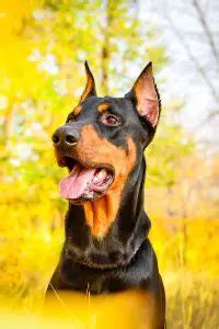 The Best Doberman Ear Cropping Styles - Canines and Pups