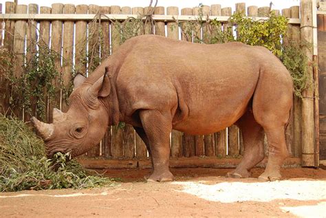 Namibia’s Black Rhino Custodianship Program - Conservation Frontlines