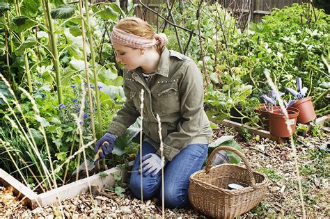 How to Start an Organic Vegetable Garden