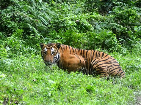 Tiger Population Leaps 30 Percent in India, Study Finds - NBC News