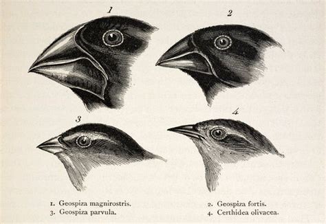 On the Evolution of Darwin's Finches - NaturPhilosophie