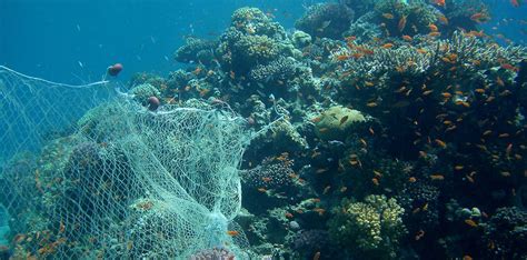 Bottom Trawling Harms More Than Just Our Oceans