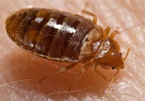 What is the Most Effective Bed Bug Treatment?