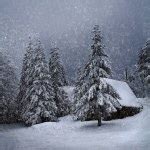 Magical winter forest — Stock Photo © xload #41199233