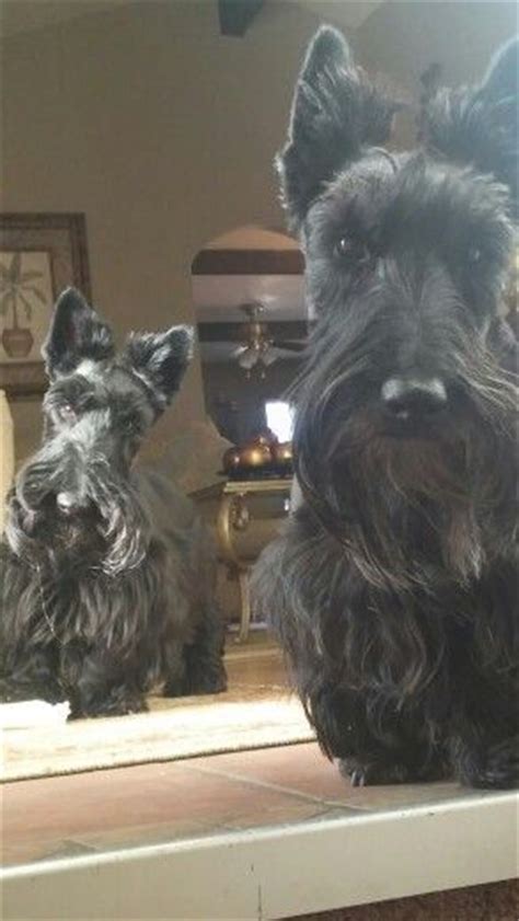 39 best Scottish terrier haircuts images on Pinterest | Doggies, Scottie dogs and Scottish terriers